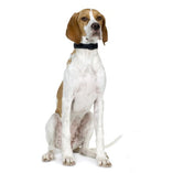 English Pointer
